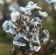 Attēlu rezultāti vaicājumam “Physarum compressum”