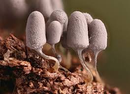 Attēlu rezultāti vaicājumam “Arcyria cinerea”