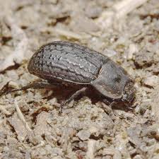 Attēlu rezultāti vaicājumam “Opatrum sabulosum”