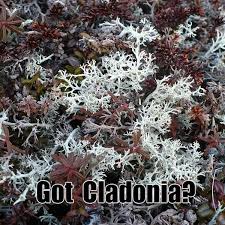 Attēlu rezultāti vaicājumam “Cladonia rangiferina”