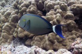Image result for Acanthurus blochii