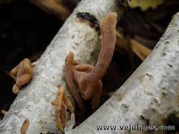 Attēlu rezultāti vaicājumam “Macrotyphula fistulosa var. contorta”