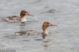 Attēlu rezultāti vaicājumam “Mergus serrator female”