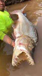 Image result for Goliath Tigerfish