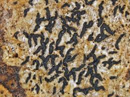 Attēlu rezultāti vaicājumam “Opegrapha atra”