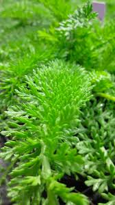 Attēlu rezultāti vaicājumam “Achillea millefolium leaf”