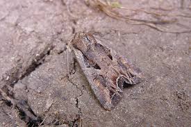 Attēlu rezultāti vaicājumam “Lacanobia suasa”