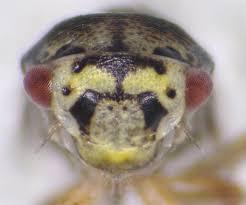 Attēlu rezultāti vaicājumam “Oncopsis sp.”