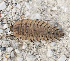 Attēlu rezultāti vaicājumam “Silpha obscura”