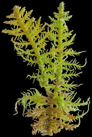 Attēlu rezultāti vaicājumam “Thuidium recognitum”