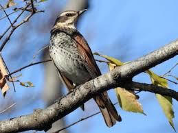 Image result for Turdus eunomus