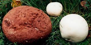 Attēlu rezultāti vaicājumam “Langermania gigantea”