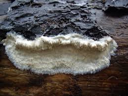 Attēlu rezultāti vaicājumam “Phlebia centrifuga”