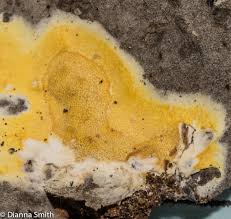 Attēlu rezultāti vaicājumam “Hypocrea rufa”