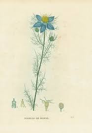 Image result for Nigella damascena