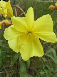 Attēlu rezultāti vaicājumam “Oenothera biennis”