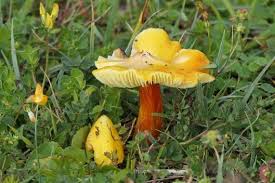 Attēlu rezultāti vaicājumam “Hygrocybe acutoconica”