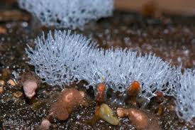 Attēlu rezultāti vaicājumam “Ceratiomyxa fruticulosa sessile”