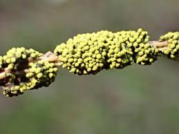 Attēlu rezultāti vaicājumam “Physarum virescens macro”