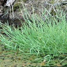 Attēlu rezultāti vaicājumam “Glyceria fluitans leaf”