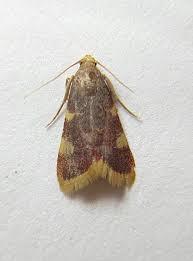 Attēlu rezultāti vaicājumam “Hypsopygia costalis”