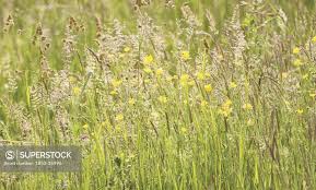 Attēlu rezultāti vaicājumam “Holcus lanatus”