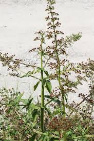 Attēlu rezultāti vaicājumam “Scrophularia umbrosa flower”