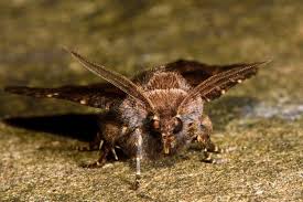 Attēlu rezultāti vaicājumam “Rusina ferruginea”