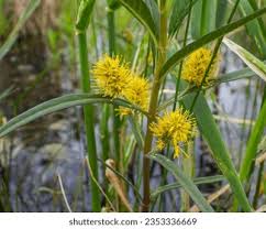 Attēlu rezultāti vaicājumam “Lysimachia thyrsiflora flower”
