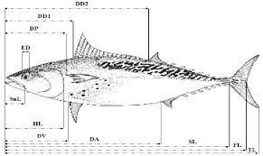 Image result for Euthynnus alletteratus
