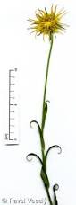 Image result for Tragopogon pratensis