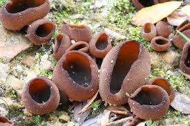 Attēlu rezultāti vaicājumam “Peziza badia”