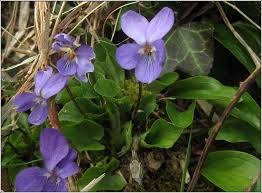 Attēlu rezultāti vaicājumam “Viola hirta”