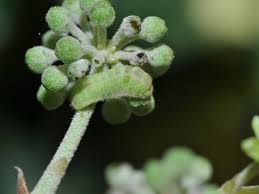 Attēlu rezultāti vaicājumam “Celastrina argiolus underside”