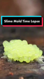 Attēlu rezultāti vaicājumam “Stemonitis marjana macro”