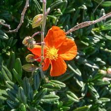 Attēlu rezultāti vaicājumam “Helianthemum nummularium flower”