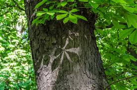 Attēlu rezultāti vaicājumam “Aesculus hippocastanum leaf”