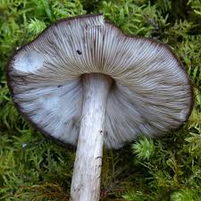 Attēlu rezultāti vaicājumam “Phleogena faginea”