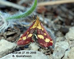 Attēlu rezultāti vaicājumam “Pyrausta purpuralis”