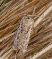 Attēlu rezultāti vaicājumam “Agrotis ripae”