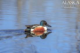 Attēlu rezultāti vaicājumam “Anas clypeata”