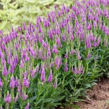 Attēlu rezultāti vaicājumam “Veronica longifolia bud”