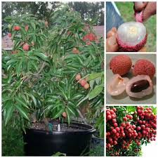 Image result for Litchi chinensis