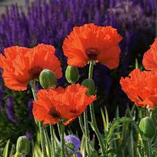 Image result for Papaver orientale