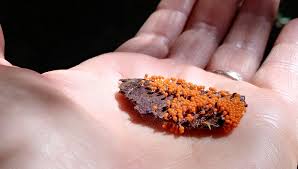 Attēlu rezultāti vaicājumam “Hemitrichia decipiens stalked”