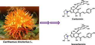 Image result for Carthamus tinctorius