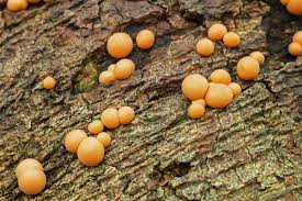 Attēlu rezultāti vaicājumam “Lycogala epidendrum aggr. macro”