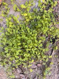 Attēlu rezultāti vaicājumam “Herniaria glabra flower”