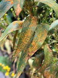 Attēlu rezultāti vaicājumam “Coleosporium sp.”