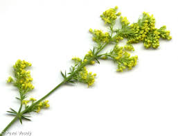 Attēlu rezultāti vaicājumam “Galium verum leaf”